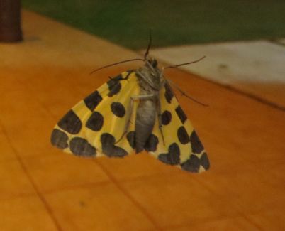 falena gialla e nera - Bolivia